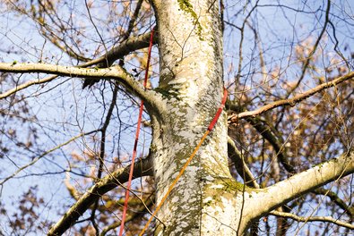 Das Wurfseil zieht das rote Seil um den Baumstamm herum.