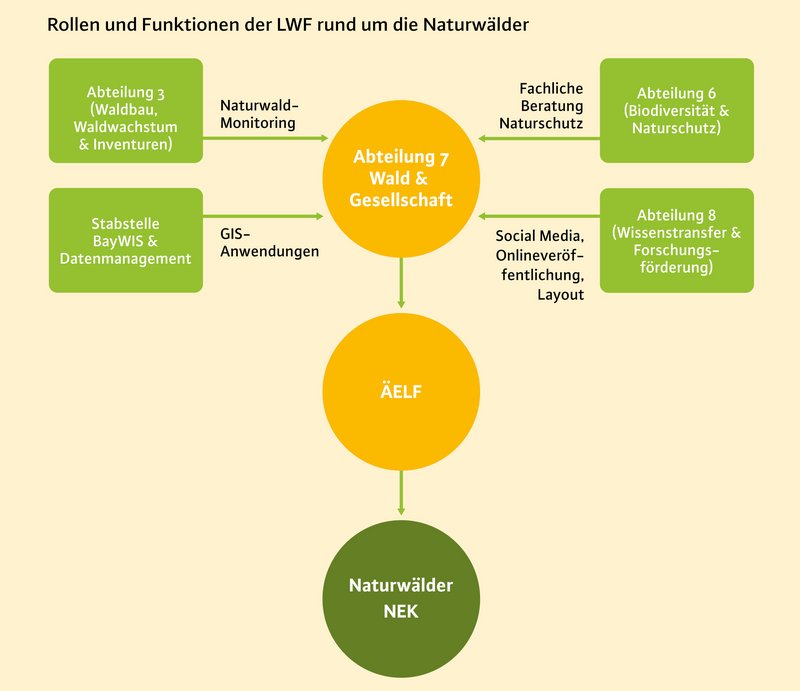 Schaubild zu den Rollen der LWF rund um die Naturwälder: Mehrere Abteilungen und die Stabsstelle BayWIS & Datenmanagement unterstützen Abteilung 7 „Wald & Gesellschaft“ mit Naturwald-Monitoring, GIS-Anwendungen, Naturschutzberatung sowie Öffentlichkeitsarbeit. Diese koordiniert die ÄELF bei den Naturwaldentwicklungskonzepten (NEK).