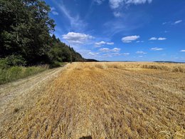 Verkohltes Getreidefeld nach der Ernte: Flurbrände durch Funkenflug gelten als häufige Ausgangspunkte für Waldbrände, insbesondere an trockenen Waldrändern.