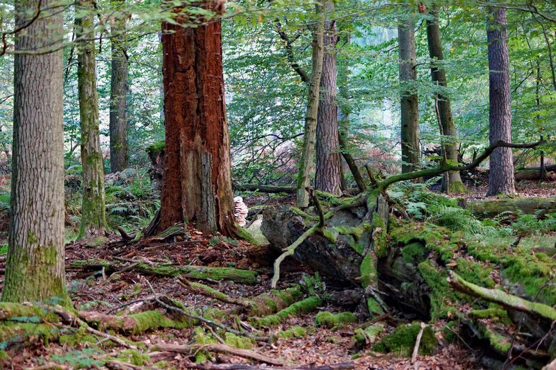 Alt- und Totholz schaffen wertvolle Lebensräume für zahlreiche Natura-2000-Arten und sind ein wichtiger Bestandteil einer naturnahen Waldbewirtschaftung.