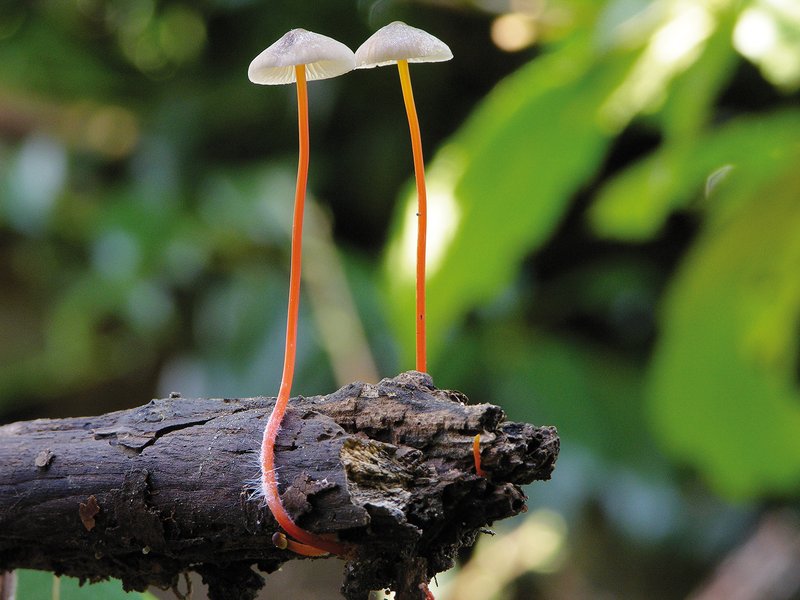 Les arbres et les champignons ont créé le plus grand réseau au monde, ce  chercheur explique pourquoi