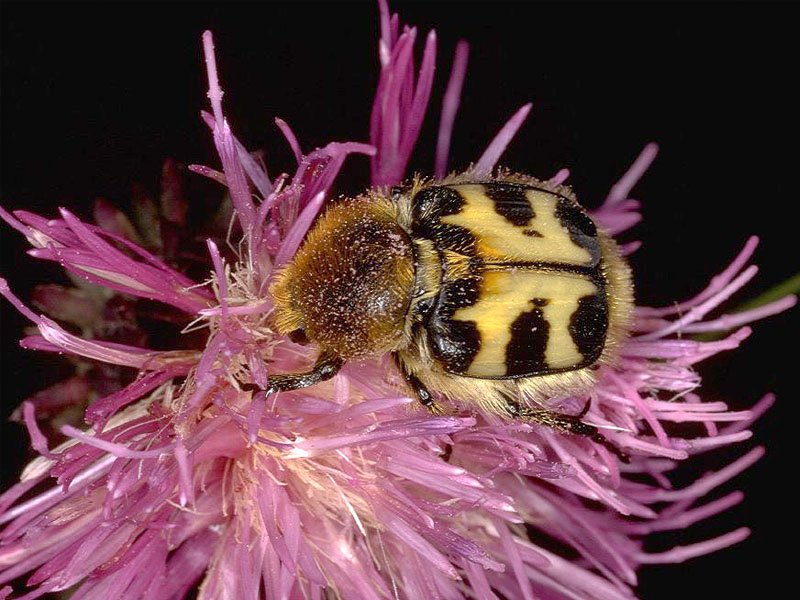 Pinselkäfer (Trichius fasciatus) auf Blüte
