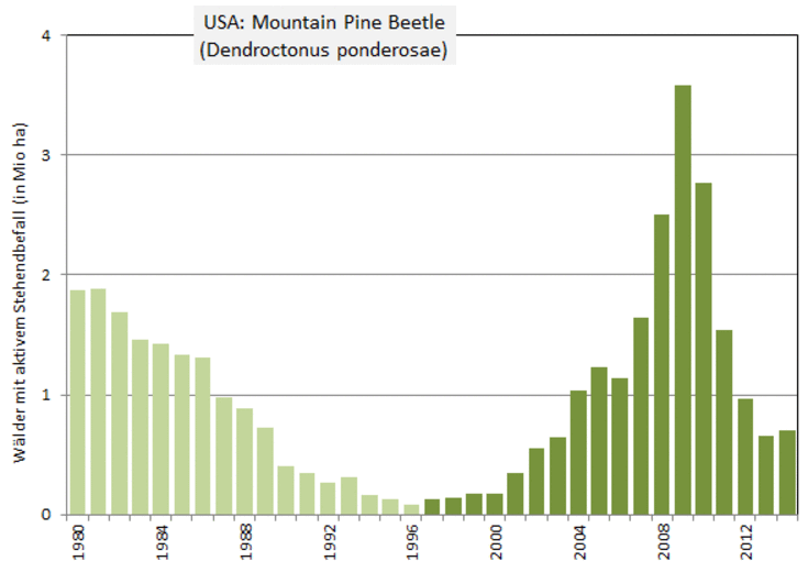 Befall mit Moutain Pine Beetle in den USA