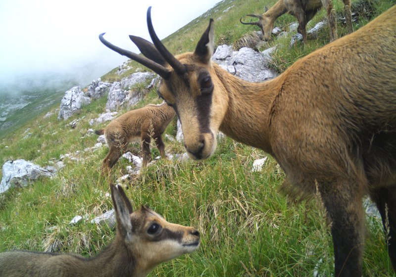 Gämsen auf einer felsigen Wiese