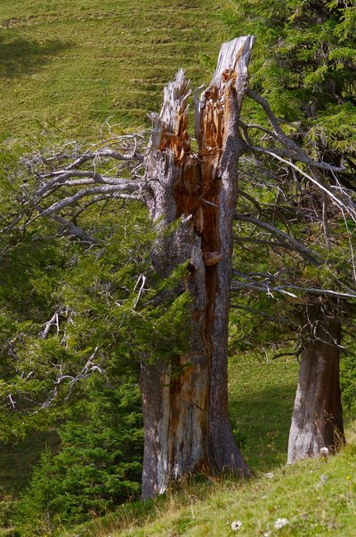 spruce stump