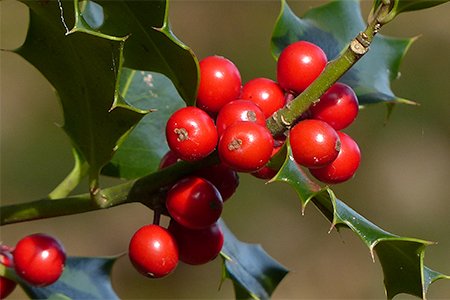 Die Stechpalme (Ilex aquifolikum) - waldwissen.net