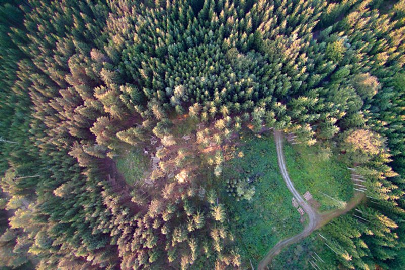 Auf welchen Standorten kommt der Wald unter Druck?