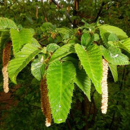 Zweig mit grünen gesägten Blättern und hellbraunen Kätzchen der Hopfenbuche