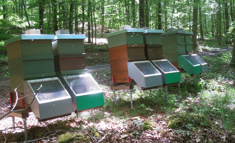 Bienenkästen im Wald