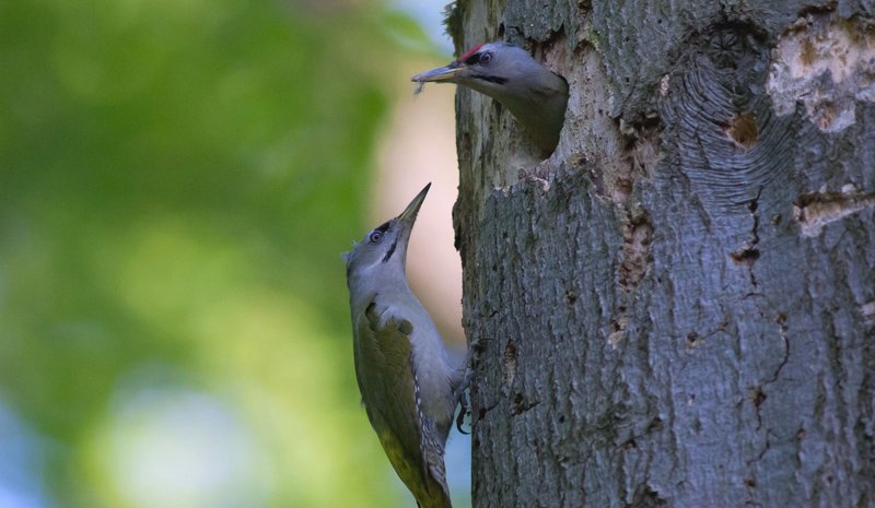 a pair of grey-headed woodpeckers