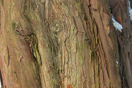 Auffllige Stammkrebse an Eiben - waldwissen.net