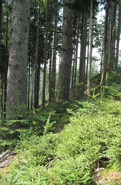 Verjüngung von Fichte und Tanne