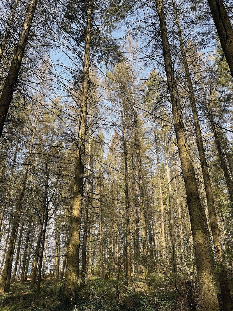 Abb. 5: Im Zusammenhang mit der Douglasien-Komplexkrankheit geschädigte und abgestorbene Dougla-sien (Foto:  FVA BW/Wonsack, Mayen/Eifel, 2022).
