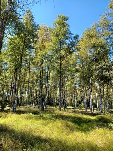 Viele Laubbäume mit weißlicher Rinde