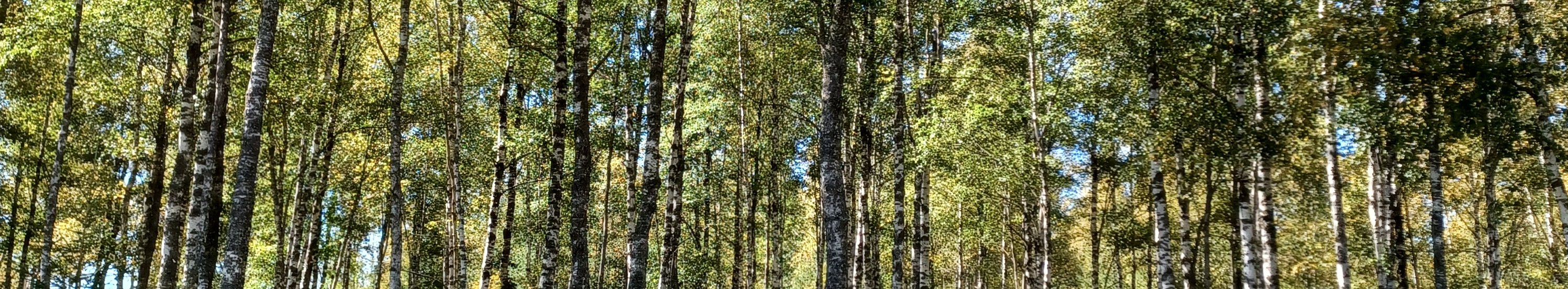 Viele Laubbäume mit weißlicher Rinde