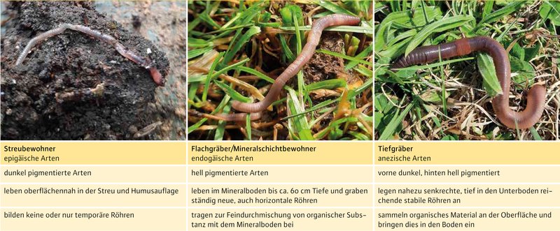 Drei Bilder mit Regenwürmern