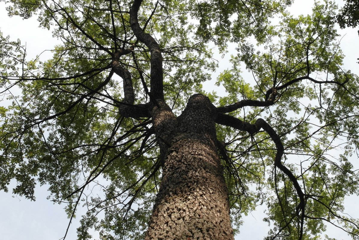 Dieser Baum steht im Gemeindewald von Wirmsthal. Die seltene Baumart liebt das milde Weinbauklima und hat ein im hochwertigen Möbelbau sehr gesuchtes Holz. Optisch wirkt sie wie eine Eiche mit Vogelbeer-Blätter.