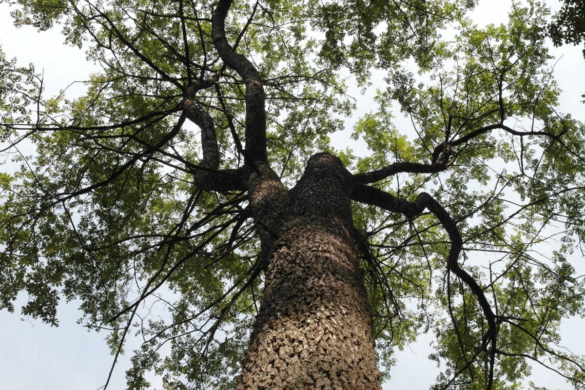Waldbauliche Überlegungen zum Speierling 1 Waldbauliche Überlegungen zum Speierling