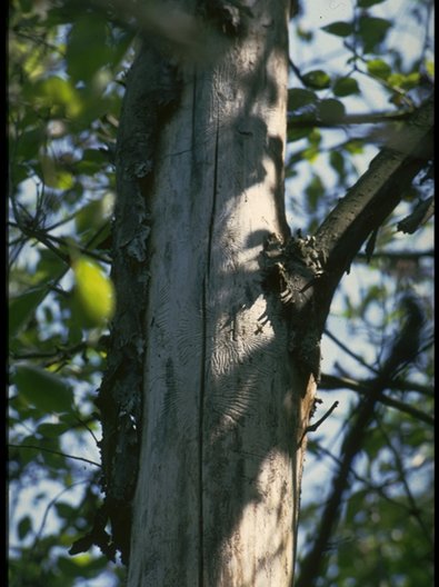 Feeding galleries beneath fallen bark