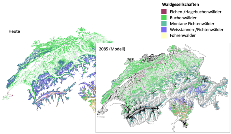 Grafik Verschiebung der Waldstandorte unter Klimawandel
