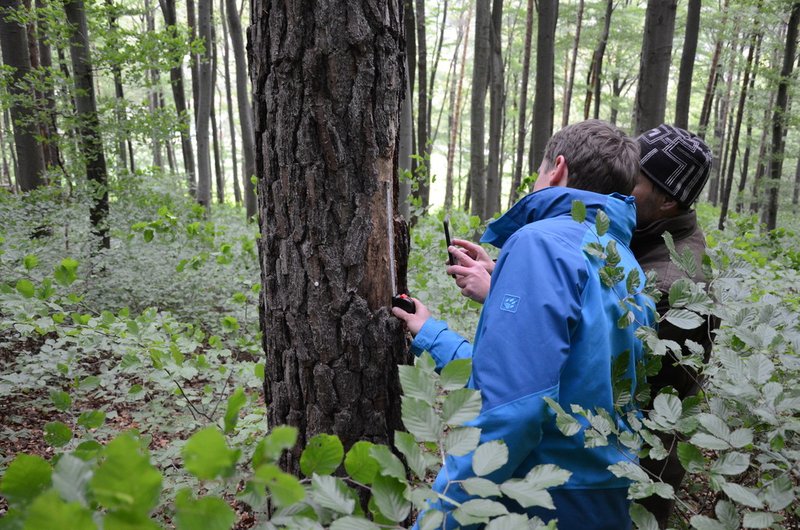Zwei Menschen vermessen einen Baumstamm im Wald