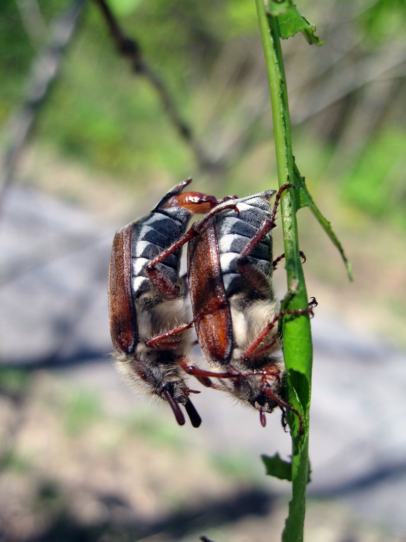 Abb. 9: Waldmaikäfer während des Schwärmfluges der adulten Käfer (Foto: FVA BW/Delb).