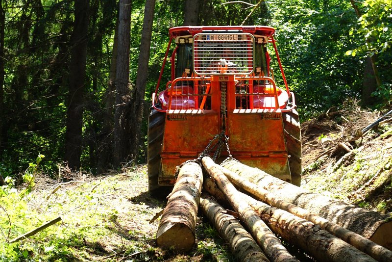 Gefälltes Holz wird über eine Seilwinde abtransportiert