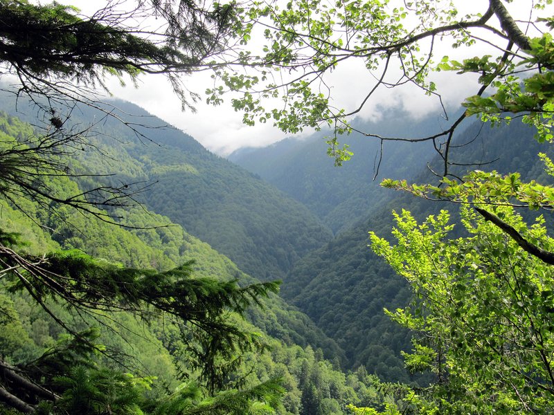 Großflächige Urwälder gibt es in den rumänischen Karpaten vor allem noch im südlichen Karpatenbogen. Das Bild zeigt das Boia Mica Tal im Făgăras-Gebirge; rund 1.000 Hektar (noch) unberührte Wildnis mit Primärwäldern in unterschiedlichen Stadien, die auch Heimat von Luchsen und Bären sind.
