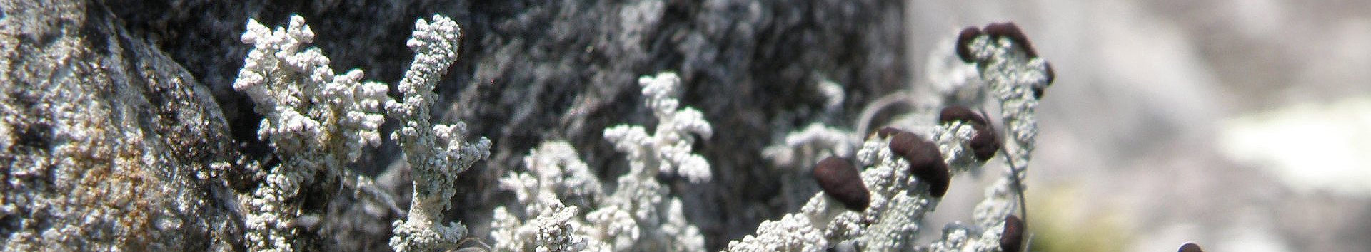  Verhüllende Korallenflechte auf einem Stein