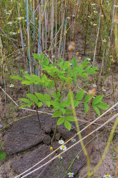 Eschenpflanze auf der Prüffläche "Schuenhagen"