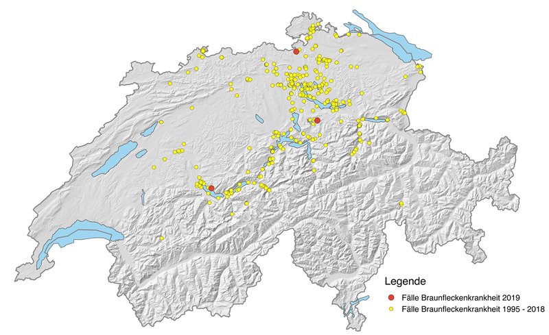 Verbreitung der Braunfleckenkrankheit in der Schweiz