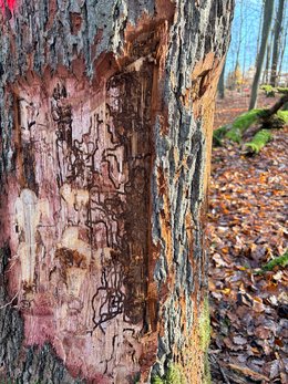 Larvenfraßbild unter der Rinde