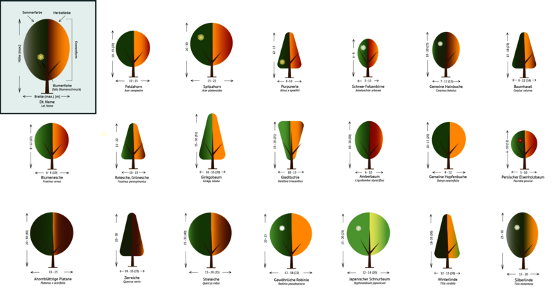 Die 20 untersuchten Stadtbaumarten