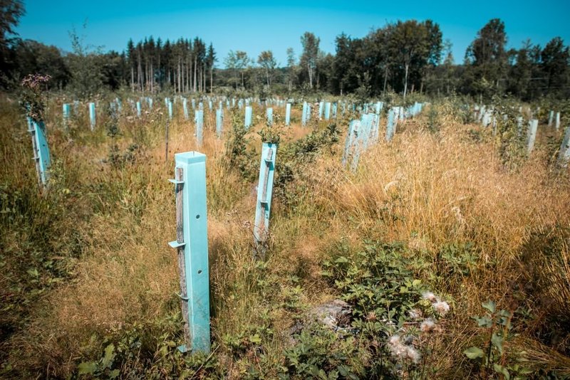 Droht im Wald die Vermüllung durch Kunststoff?