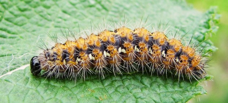 eine dicke, behaarte Raupe