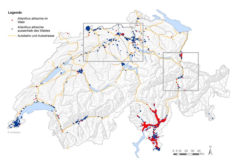 Karte Verbreitung des Götterbaumes in der Schweiz
