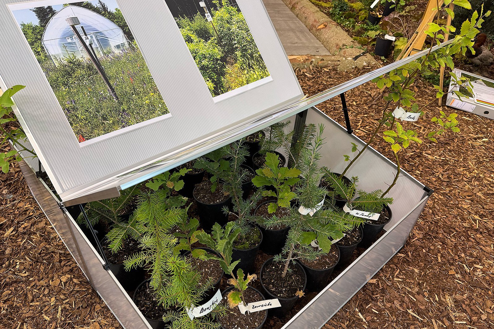 Folientunnel-Experiment