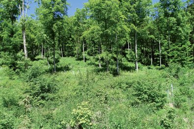Mittelwaldhieb im Mittelwald Hardt im Sommer 2021, Habitat des Platterbsen-Widderchens (Zygaena osterodensis) und vieler weiterer Lichtwaldfalter.
