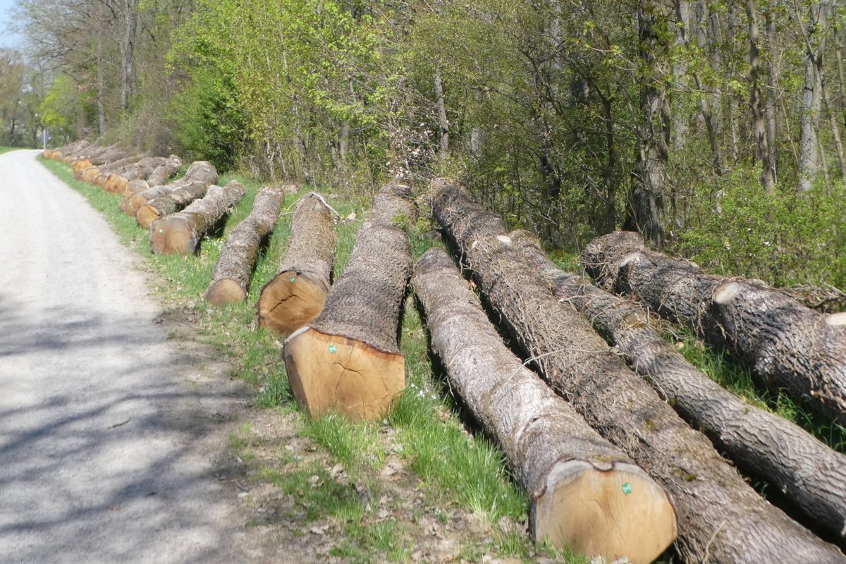 Holzeinschlag 2024: Weniger Schadholz, reduzierter Einschlag 1 Holzeinschlag 2024: Weniger Schadholz, reduzierter Einschlag