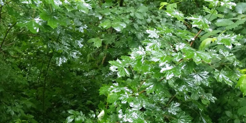 Nicht überall, wo sie gewünscht ist, ist auch ausreichend Naturverjüngung der seltenen Mischbaumarten vorhanden. (Bild: BFW)