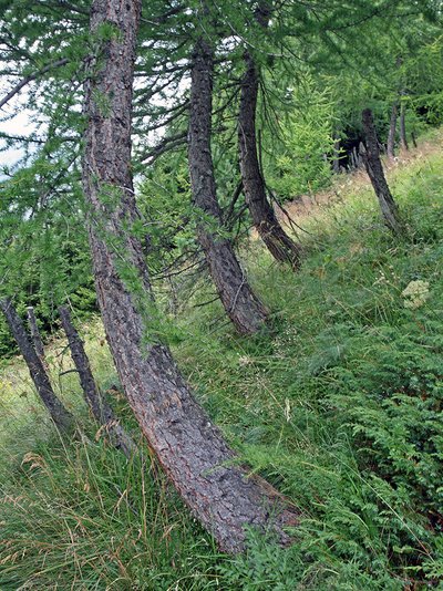 Säbelwuchs