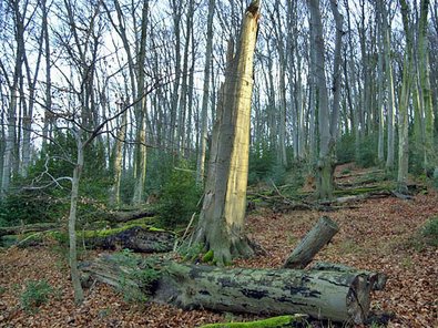 Ausbreitung der Stechpalme im Siebengebirge.