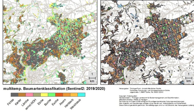 Baumartenklassifikation