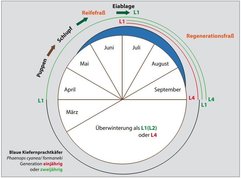 Schematische Darstellung Entwicklungszyklus der Blauen Kiefernprachtkäfer