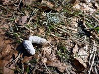 Losung des Auerhuhns