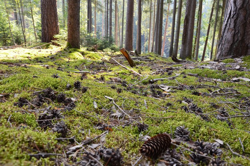 Typische Moosbedeckung des Waldbodens unter Nadelwald im Naturpark Schönbuch, Baden-Württemberg