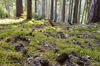 Der grüne Teppich: Die Bedeutung von Moosen für unsere Waldökosysteme