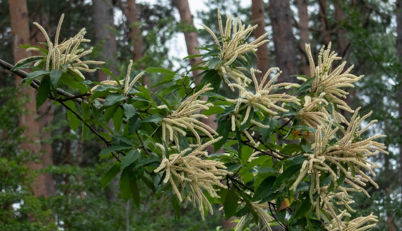 Weißlichgelbe Blüten und dunkelgrüne lanzettliche Blätter