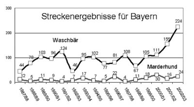 Entwicklung Waschbär-Strecke Bayern