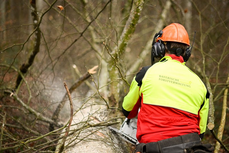 Holzfäller entastet einen Baum